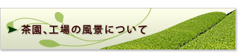 茶園、工場の風景について